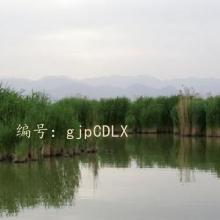Ų